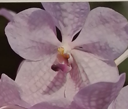 朝日百科87　百科世界の植物　