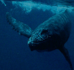 ネイチャーワールド [動物写真家 岩合光昭の世界」展