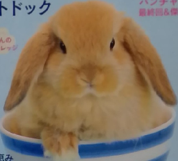 うさぎと暮らす　2013夏　No48