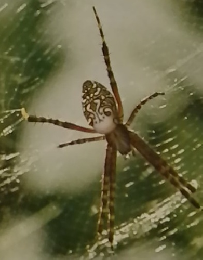 原色果蜘蛛類大図鑑