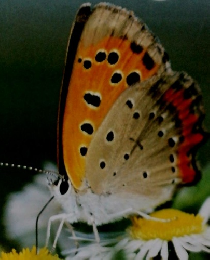 こどもとしぜん　4