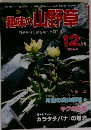 趣味の山野草　1981年12月号