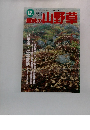 趣味の山野草　1995年12月号