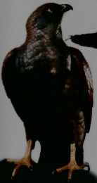 工芸の世紀　明治の置物から現代のアートまで