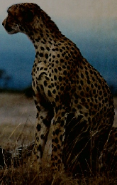 どうぶつのおやこずかん