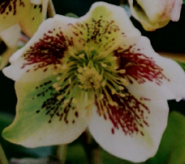 週刊花百科　41　2004年12/16号