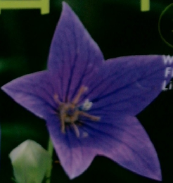 花百科　26　2004年9・2号