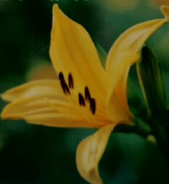 週刊花百科　No.25　2004年8月19・26日号