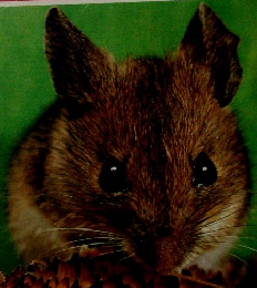 こどもカラーずかん　2 どうぶつ