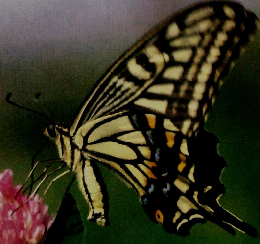 なぜなぜブック　むし