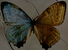 アサヒカメラ　1964年5月号