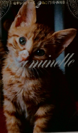 豪華写真シリーズ2 ねこ