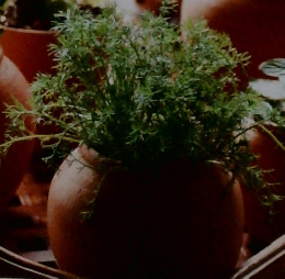 Herbal Lesson Text2　魅力のハーブたちと育て方