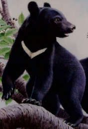 かがくのとも 6　おいだらやまの　くま