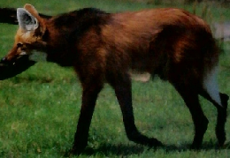 子供の科学　1985年11月号