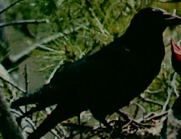 原色学習ワイド図鑑 　4