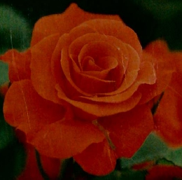 家庭の園芸　イラストだからよくわかる