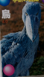 学研の図鑑　鳥