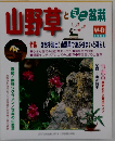 山野草とミニ盆栽　1997早春号