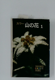 カラー山の花1