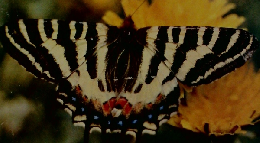 カラー図鑑百科 2 昆虫