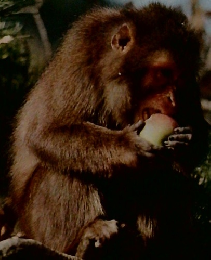 カラー図鑑百科　1　動物