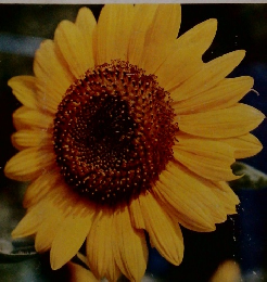 カラー図鑑百科　5　植物