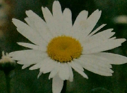 家庭教育20選 3　子に学ぶ母の教育論　子をおもう母との対話