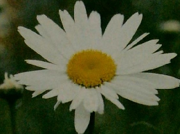 私の心に残る母の教育 17