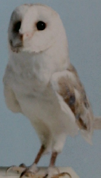 日経ビジネスアソシエ　2004年10/19号