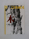 木 こどものとも 2001年2月号