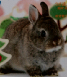 うさぎと暮らす　38