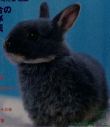 うさぎと暮らす　no.14
