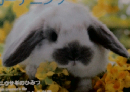 うさぎと暮らす　no.19