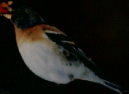 Anima　1991年1月号