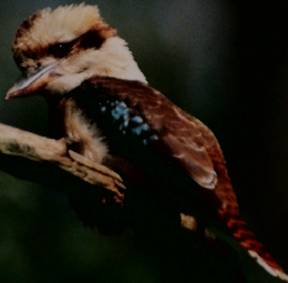 Anima　1992年5月号 No. 236