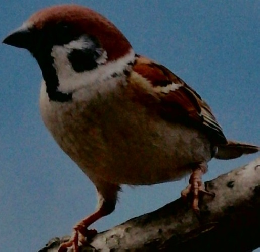 しぜん　すずめ　9