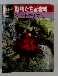動物たちの地球　66　ウニ・ヒトデ・ナマコ