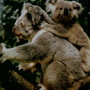 動物たちの地球　38