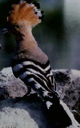朝日百科　動物たちの地球28