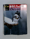 朝日百科 12/22　動物たちの地球　カワセミ・ハチク