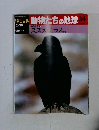 動物たちの地球 34