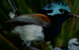 朝日百科　動物たちの地球　32