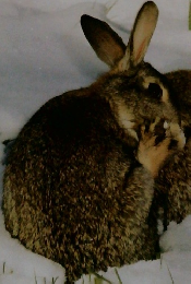 動物たちの地球58