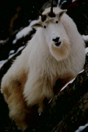 毎日百科 動物たちの地球 56