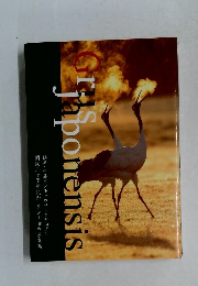 grus japonensis 