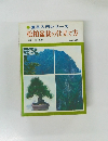 松柏盆栽の仕立て方