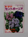 新・流行のセントポーリア