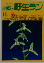 自然と野生ラン　1997年11月号