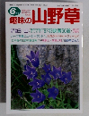 趣味の山野草 1997年6月号 